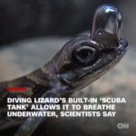 „A semiaquatic lizard, the diving anole, uses a head bubble to breathe underwater, evading land predators.”