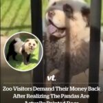 Zoo visitors demand their money back after realizing the pandas are actually painted dogs