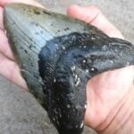 A 9-year-old boy found a rather weird object on the seashore.