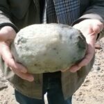 Unexpected “Weird Stone” Discovered by Couple on Beach Could Be Worth £50,000