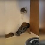 Mom Moves Into New Home But Her Dog Starts Acting Strangely, Then She Looks Closer At The Walls