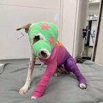 Dog Cruelly Set On Fire With Gasoline But Here’s How She Looks After Year Of Recovery