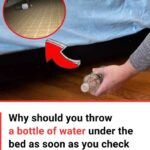 Why You Should Toss a Water Bottle Under Your Hotel Bed Right After You Check In