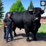 I recently spent $6,500 on this registered Black Angus bull.