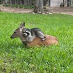 Raccoon forms sweet friendship with orphaned fawn, gives her lots of hugs