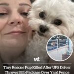 Tiny rescue pup killed after UPS driver throws 55lb package over yard fence