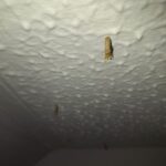 Deal With Unwanted Guests: How to Identify and Rid Your Home of Ceiling Creepers