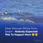 Diver Rescues Whale from Death – Nobody Expected This To Happen Next