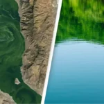 Disturbing reason lakes are developing eerie green swirls so intense they can be seen from space